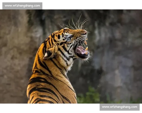 丛林王者与力量巨兽的终极对决虎与熊谁主沉浮巅峰之战纪实